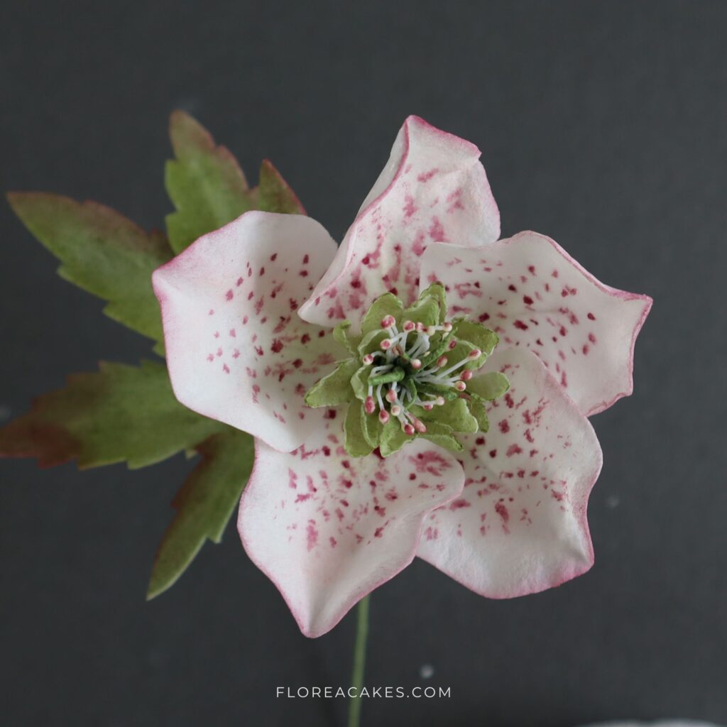 How To Make Wafer Paper Hellebore Rose Florea Cakes