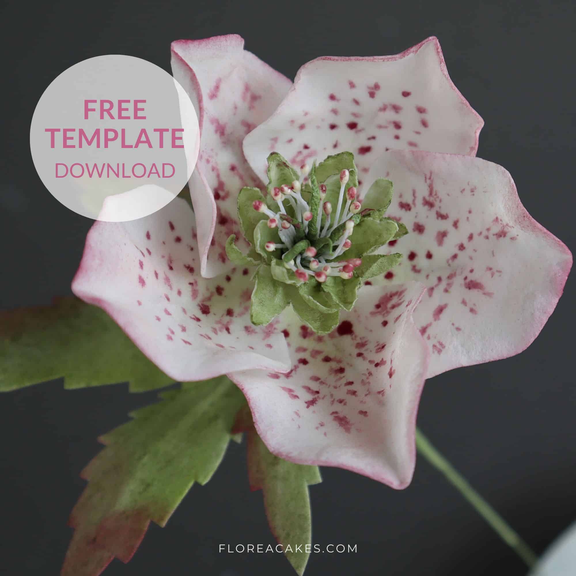 How To Make Wafer Paper Hellebore Rose Florea Cakes