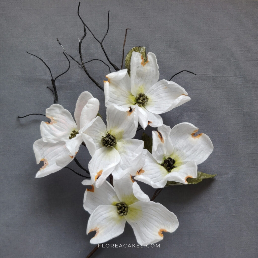 Wafer Paper Dogwood Flower Tutorial florea Cakes