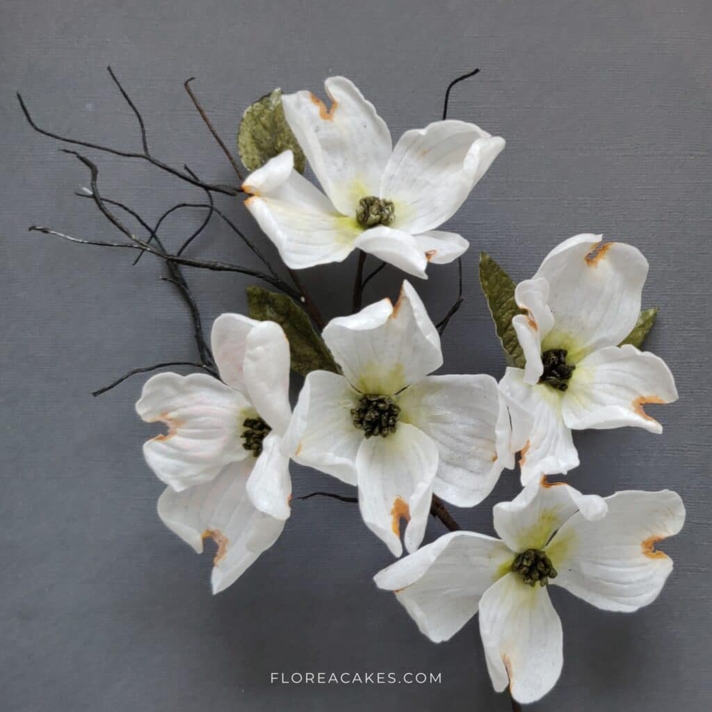 Create Wafer Paper Dogwood Tutorial Florea Cakes