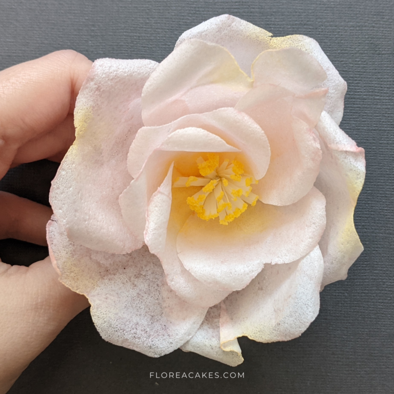 Video Tutorial Wafer Paper Wild Rose Template Download Florea Cakes (6)