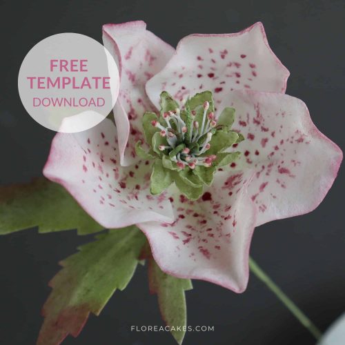 Video tutorial: Wafer Paper Hellebore Flower Cake Decorating Masterclass Free PDF template download wedding cake designer online workshops for home bakers wedding cake academy wafer paper flowers