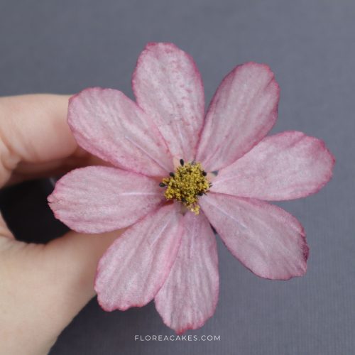 Video tutorial: How to make Wafer Paper Flowers Cake Decorating Masterclass Free PDF template download wedding cake designer online workshops for home bakers wedding cake academy wafer paper flowers edible paper decor